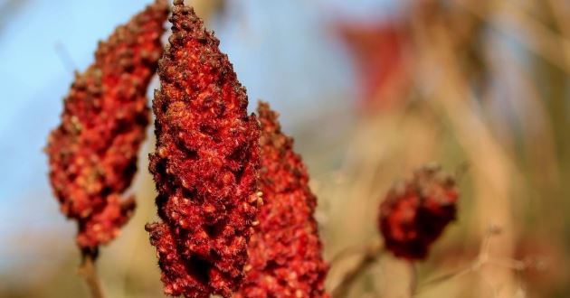 Manfaat Sumac untuk Kesehatan Menurunkan Kadar Gula dalam Darah Hingga Kolesterol